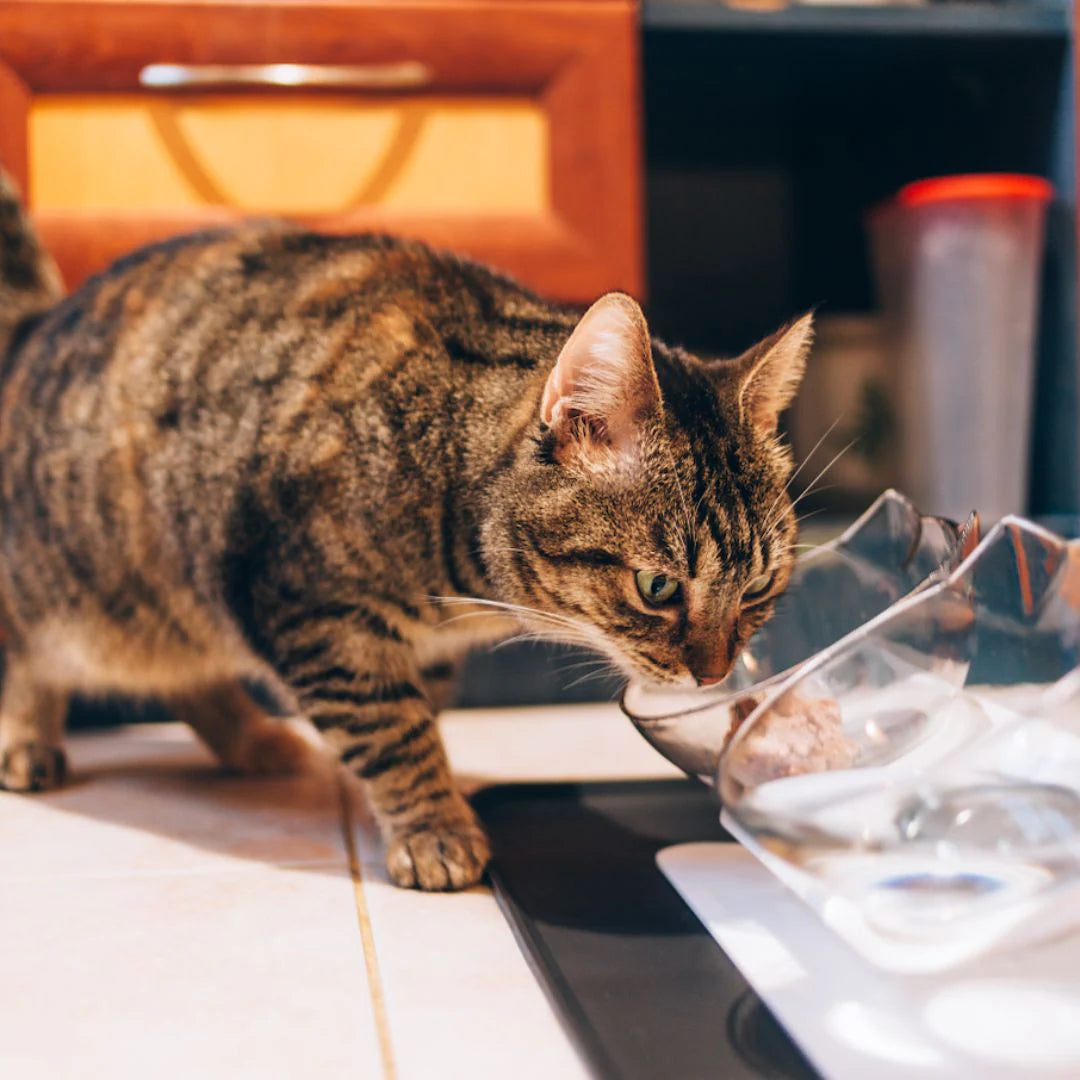 Anti-Vomit Cat Bowl (Elevated)