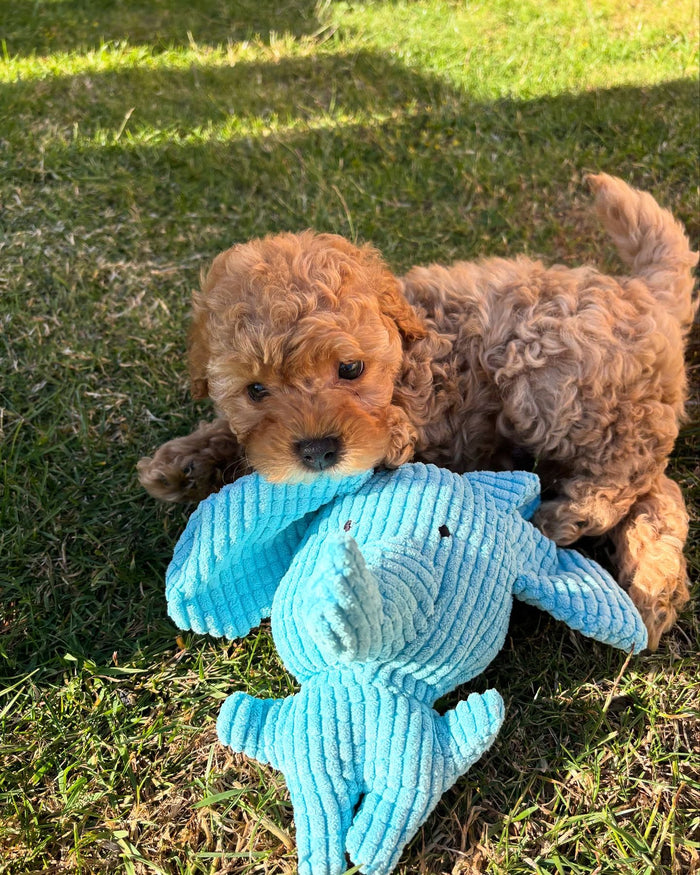 brunobrianbarker with Calming Elephant