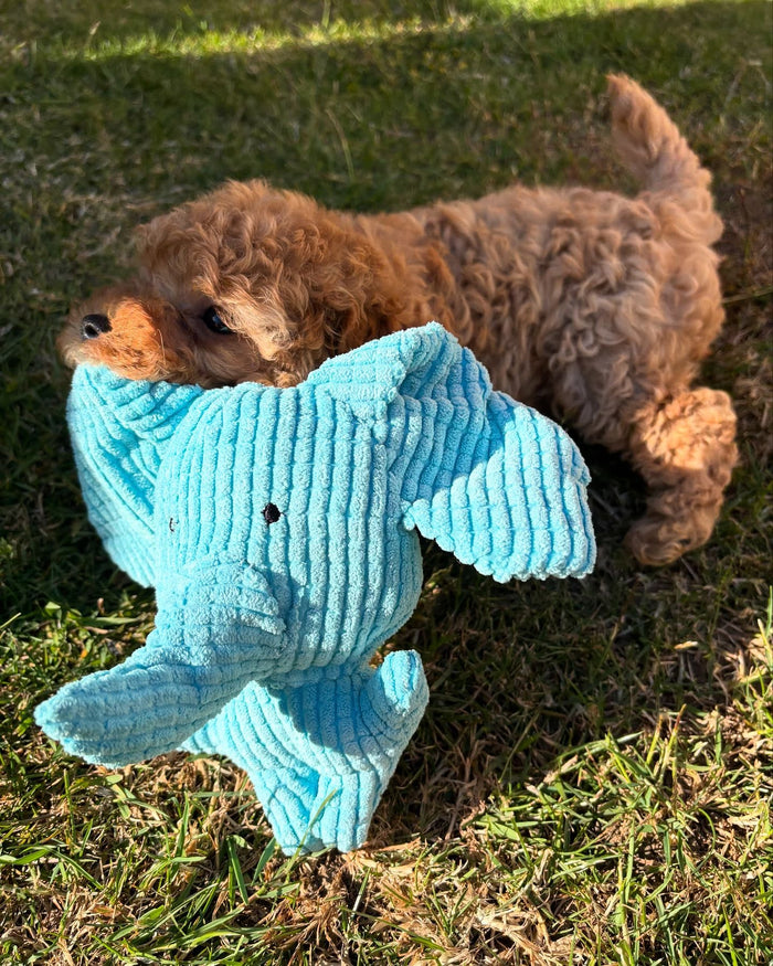 brunobrianbarker with Calming Elephant