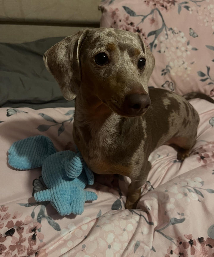 freya_the_dachshund with Calming Elephant