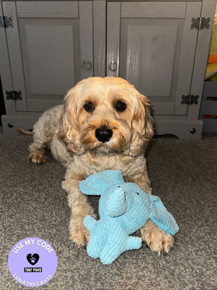 luna_thecavapoo21 with Calming Elephant
