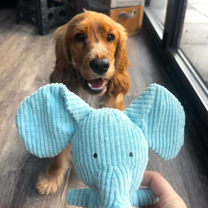 misslola_cockalier with Calming Elephant