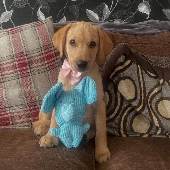 princessleiaoflabradaan with Calming Elephant