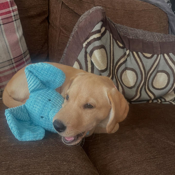 princessleiaoflabradaan with Calming Elephant