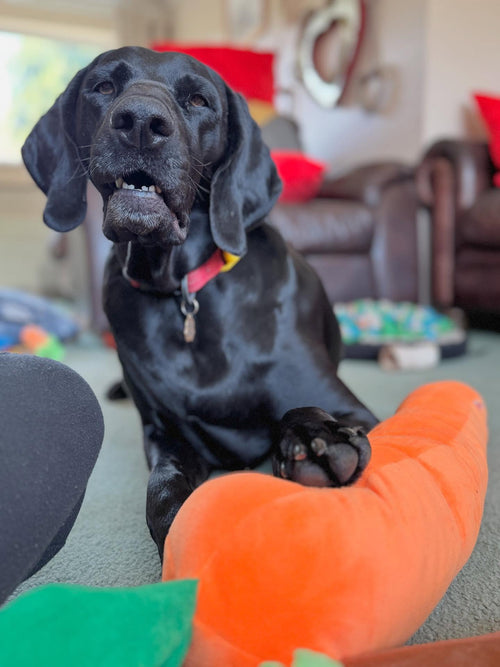 kino_thegsp