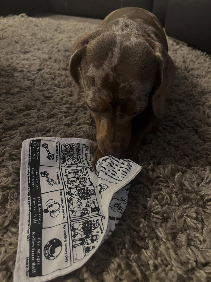 @freya_the_dachshund with The PuppyTimes