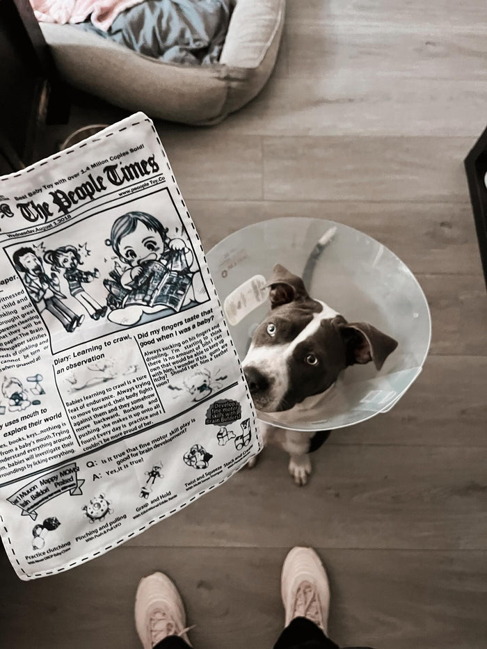 @piggydapitt with The PuppyTimes