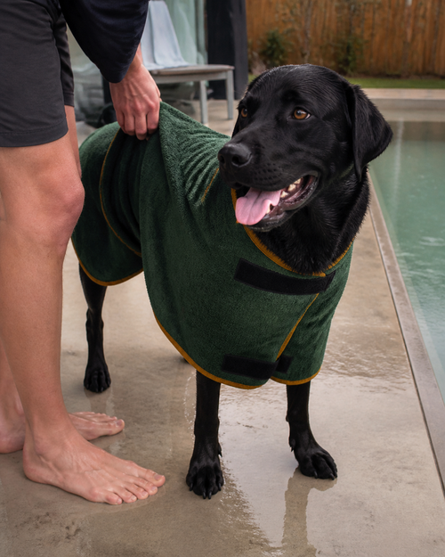 Black Labrador wearing the dog robe after a swim