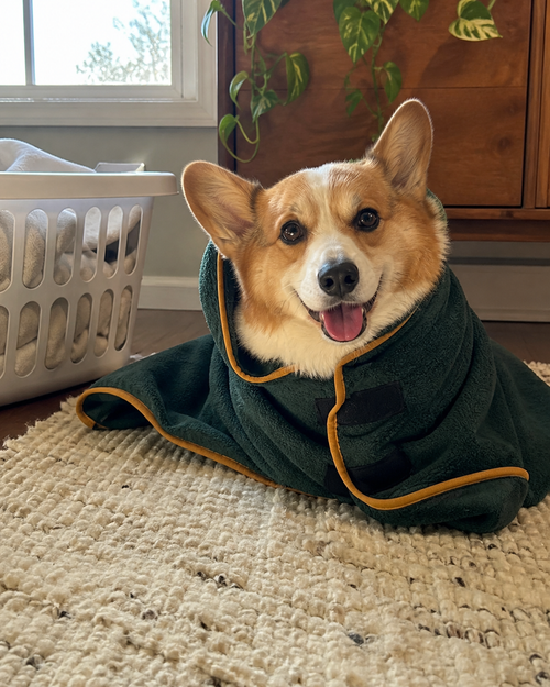 Corgi relaxing in the machine-washable dog robe