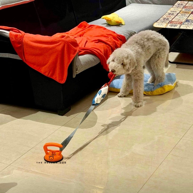 Anchors itself, so your dog doesn't need you