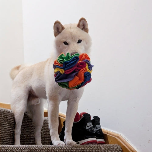Customer dog with a SniffPro calming ball