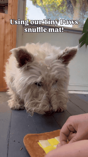 Snuffle Safari tucking treat GIF