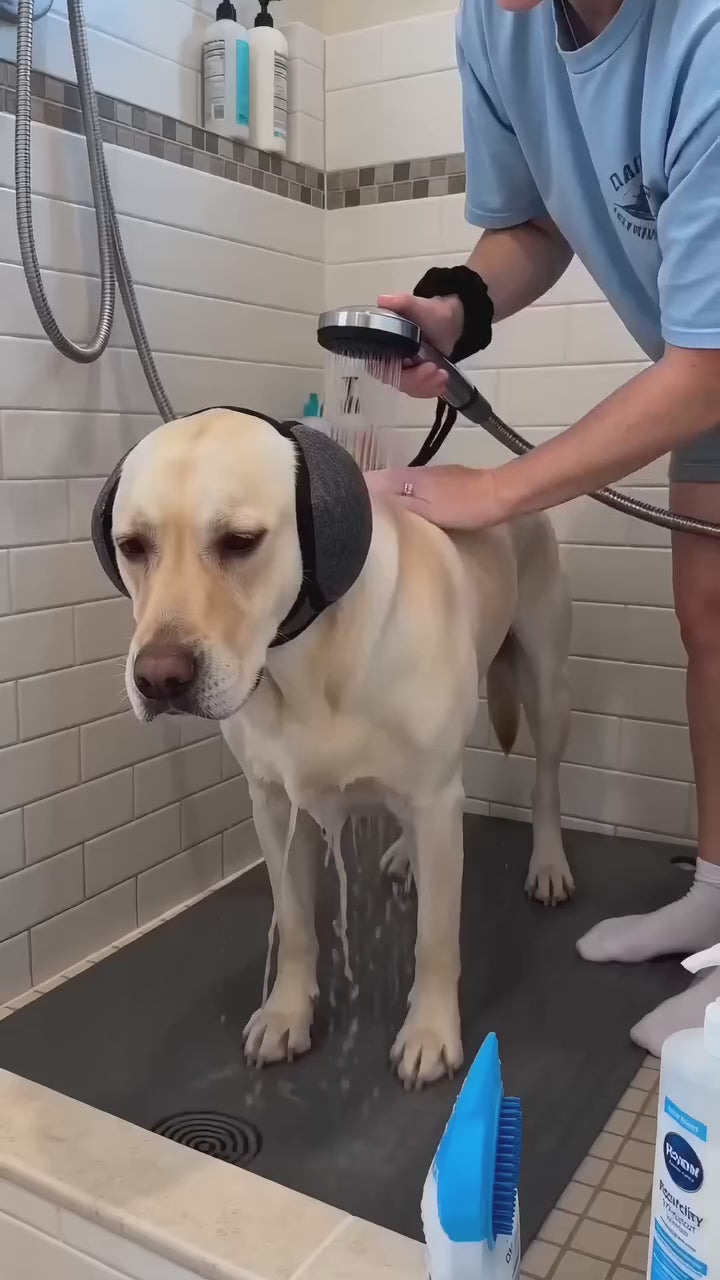Labrador wearing an ear wrap during a bath