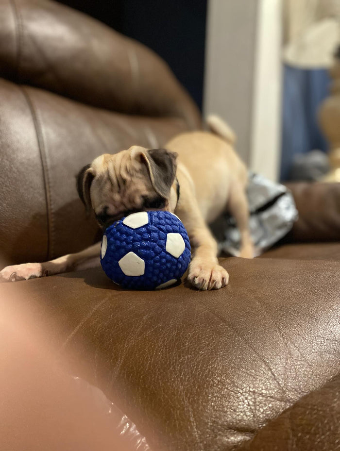 @buddy_the_awsome_pug with The Tough-Bite