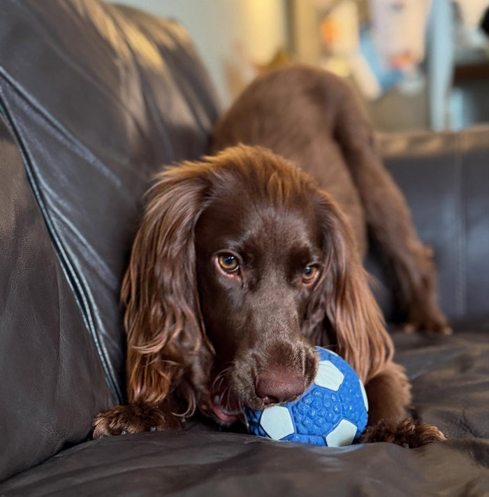 @milo_the_cocker2025 with The Tough-Bite