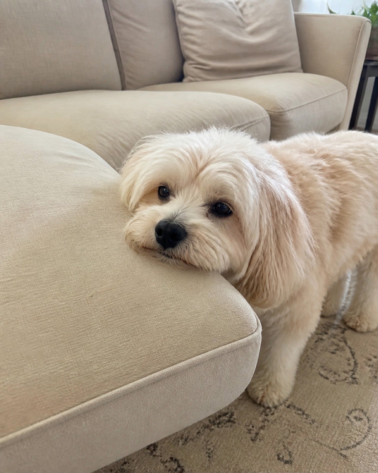 Regular cushion