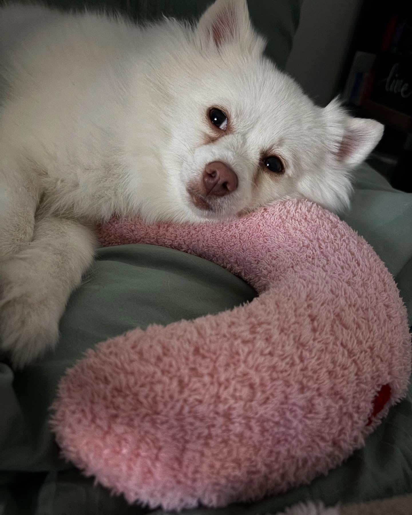 Photo shared by @aspen.and.koda