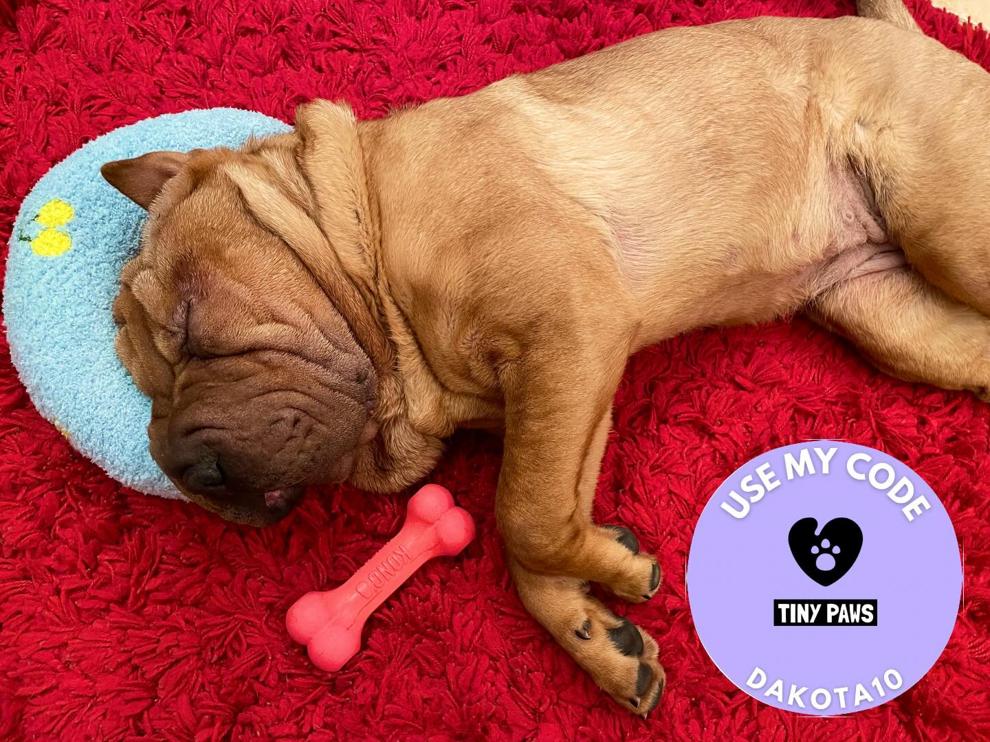 Photo shared by @dakota.the.sharpei