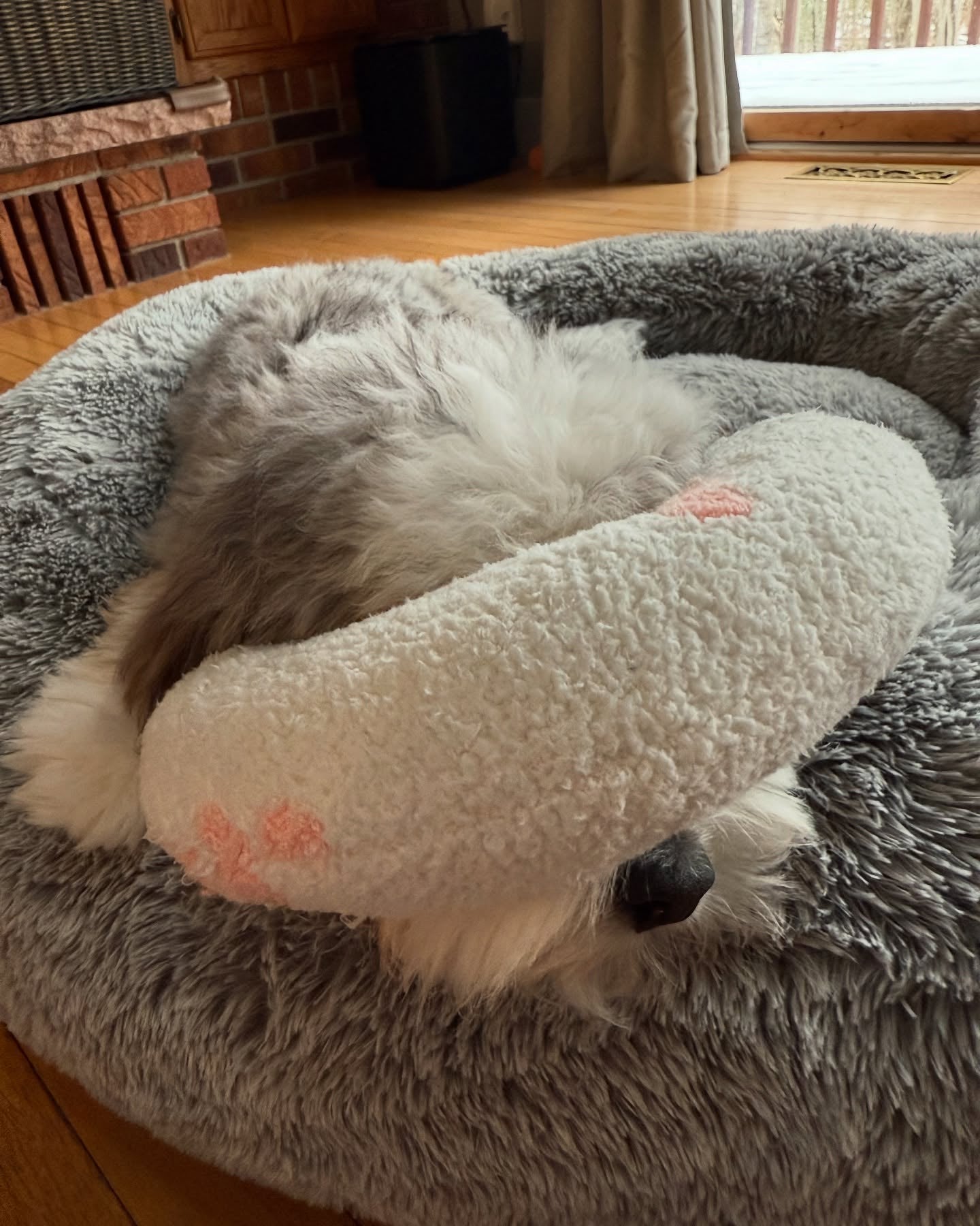 Photo shared by @missmilliewoofs