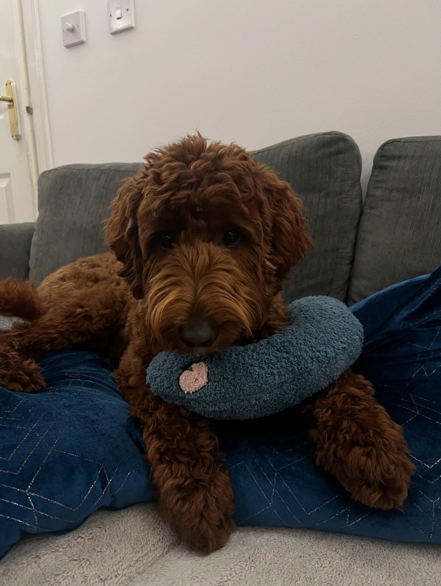Photo shared by @roccoaussiedoodle__
