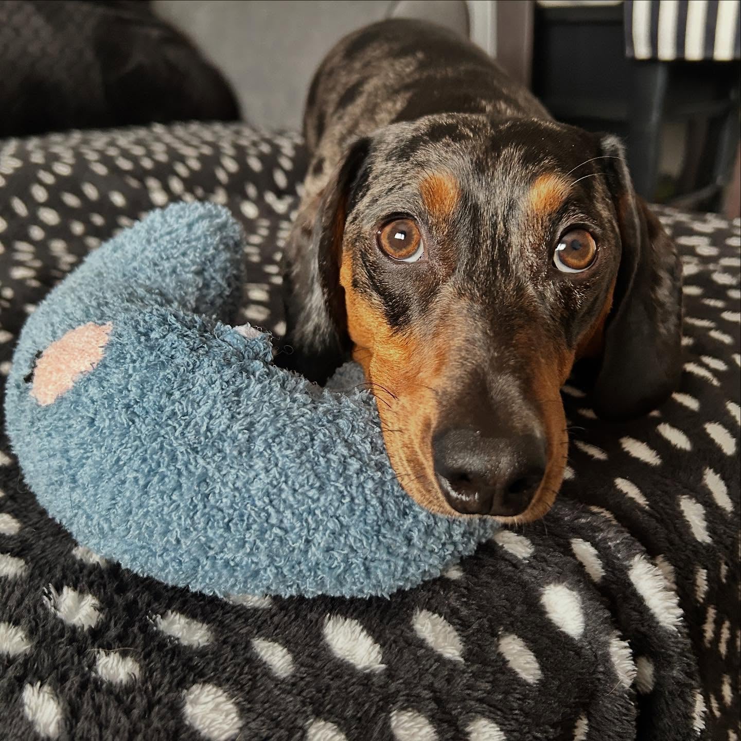 Photo shared by @sausage_dog_richmond
