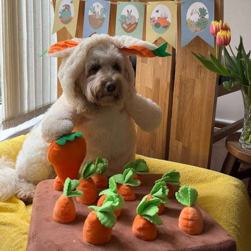 @nova.the_goldendoodle