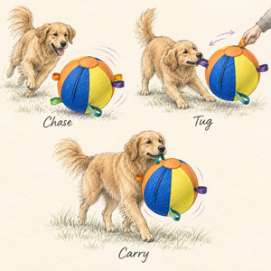 Let them chase, tug, and carry