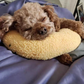 Calming Warm Dog Pillow