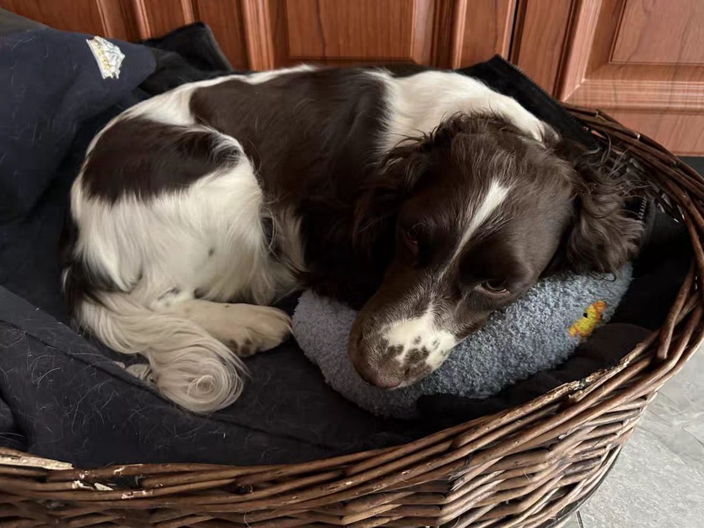 Calming Warm Dog Pillow