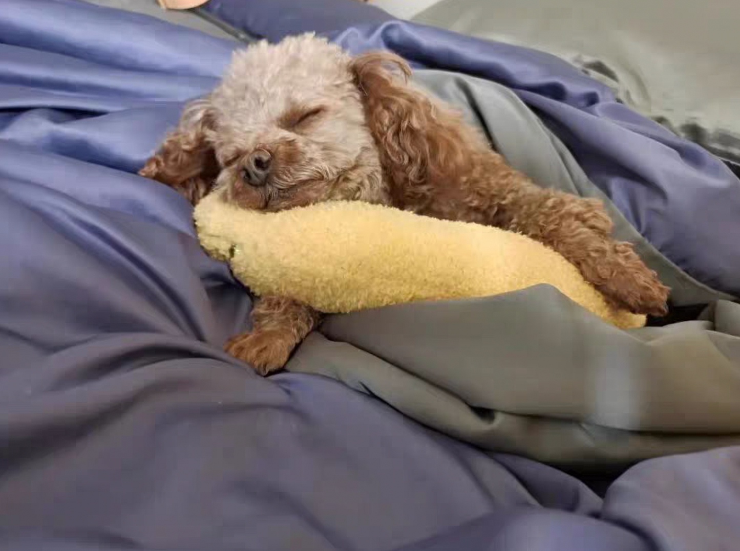 Calming Warm Dog Pillow