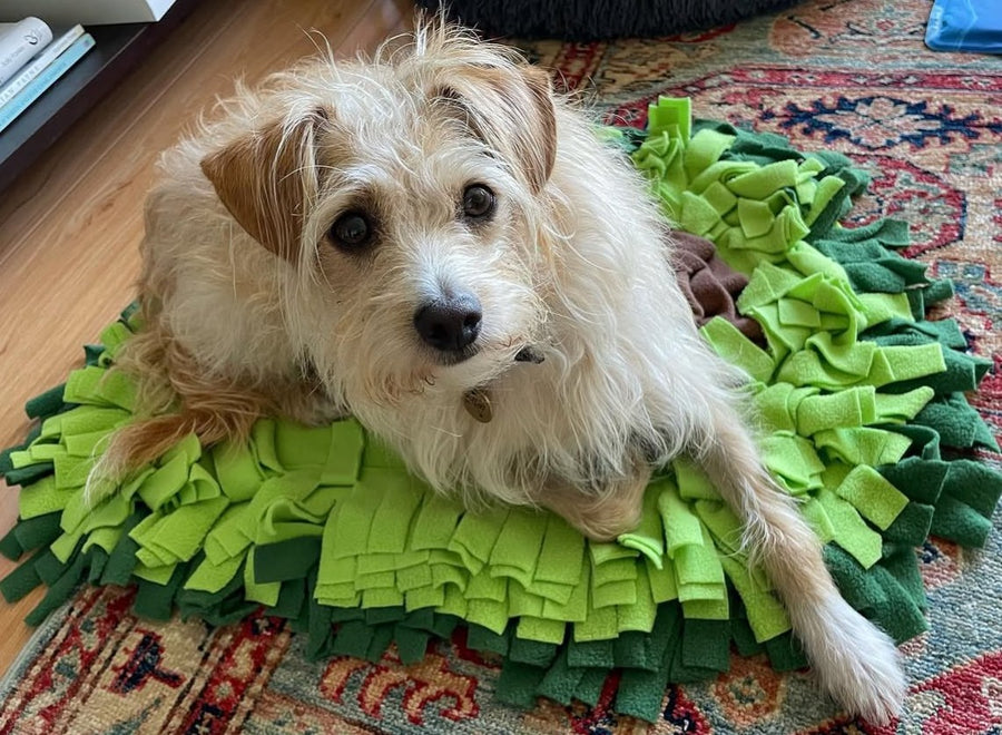 A small dog enjoying the avocado snuffle mat