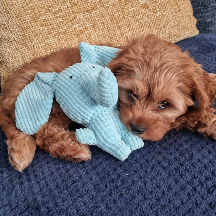 bob.thecavapoo with Calming Elephant