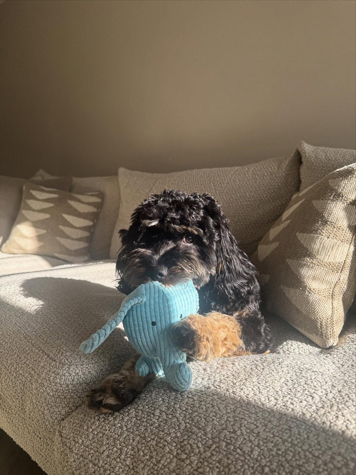 cleothecockapup with Calming Elephant