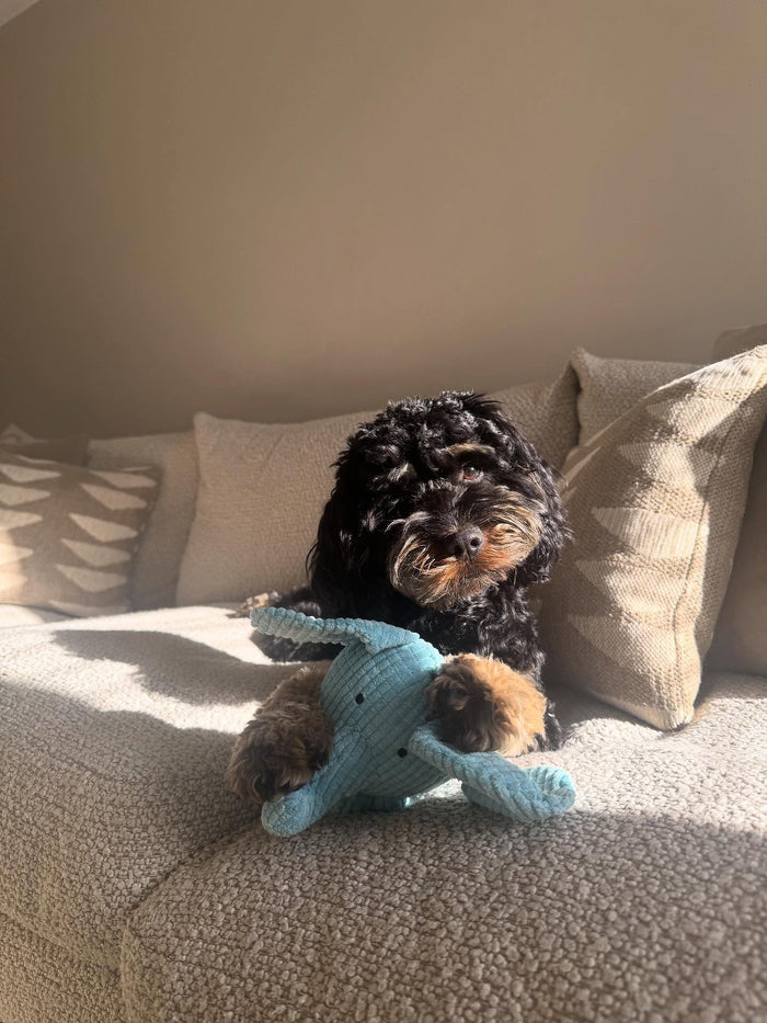 cleothecockapup with Calming Elephant