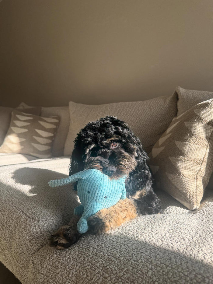 cleothecockapup with Calming Elephant