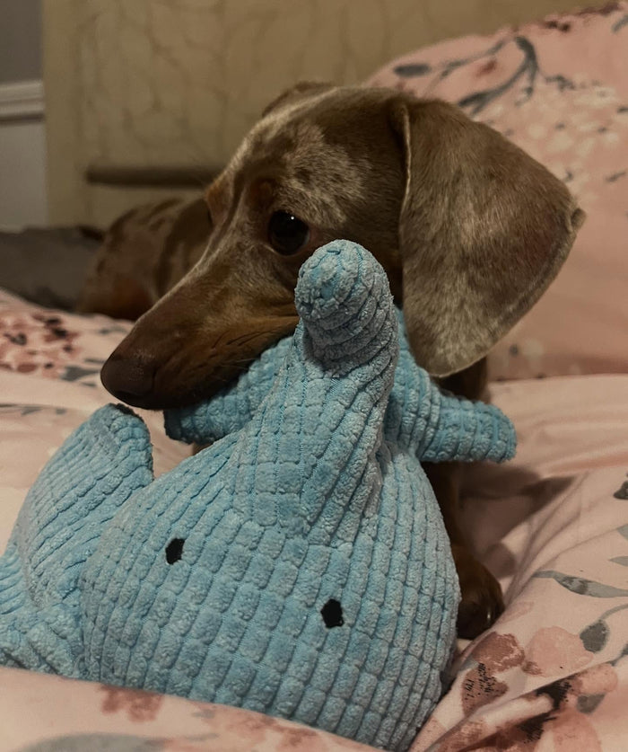 freya_the_dachshund with Calming Elephant