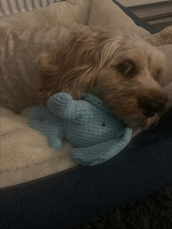 luna_thecavapoo21 with Calming Elephant