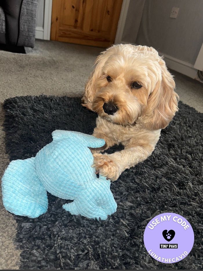 luna_thecavapoo21 with Calming Elephant