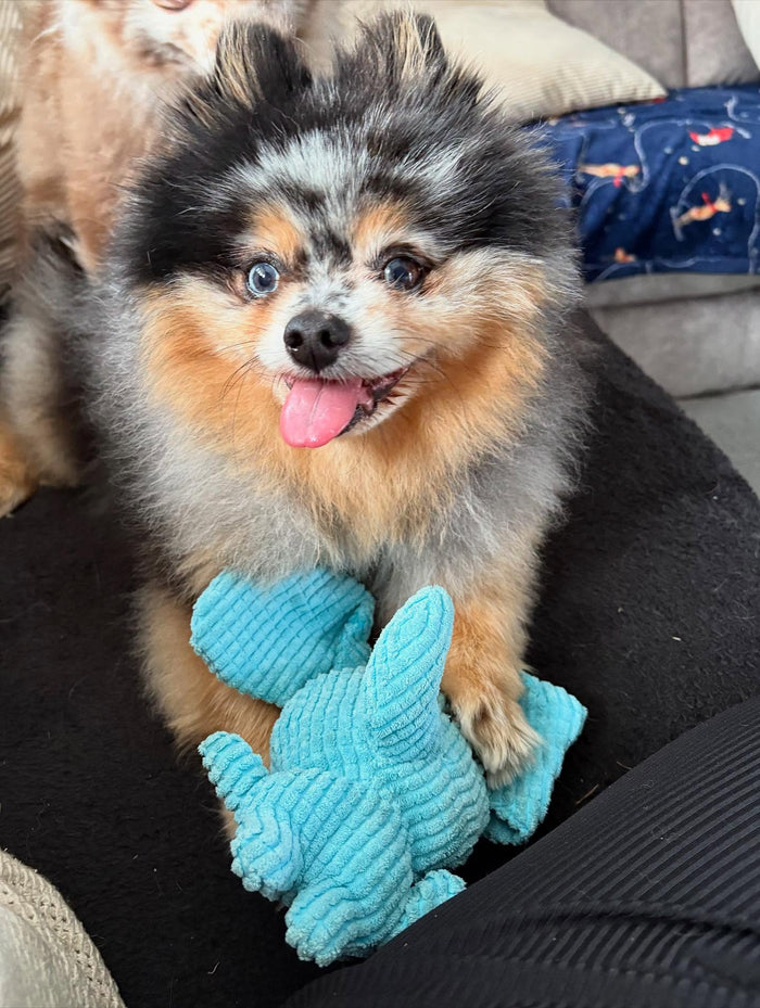 mickeyandmilothepoms with Calming Elephant
