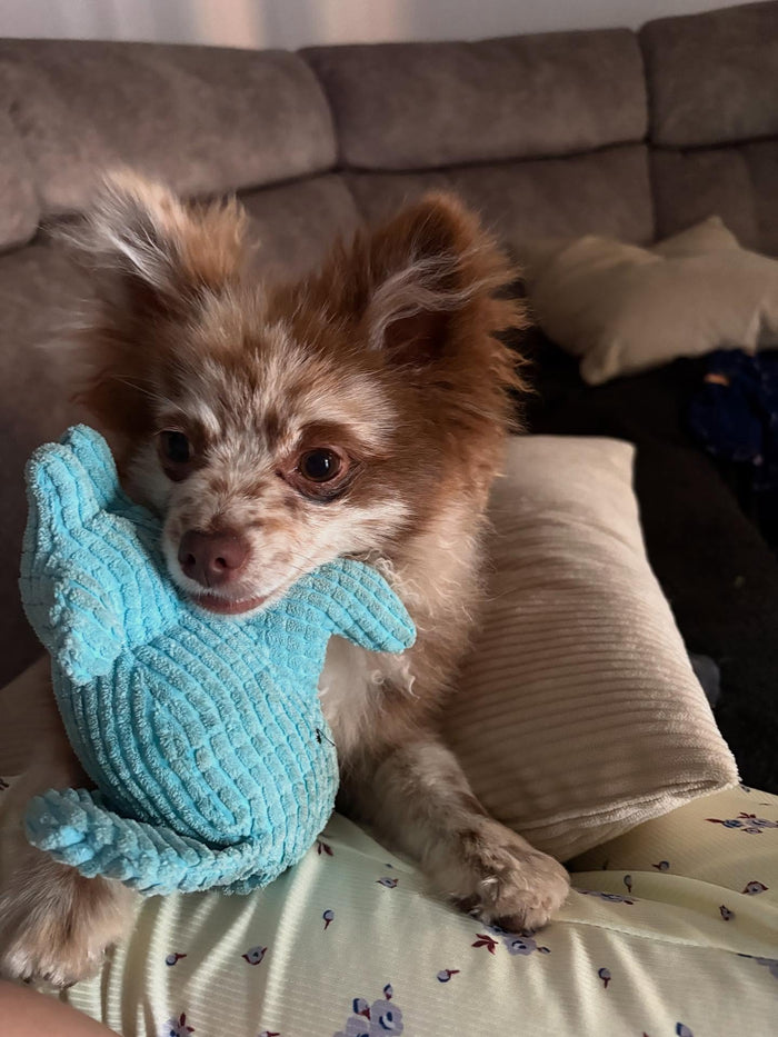 mickeyandmilothepoms with Calming Elephant
