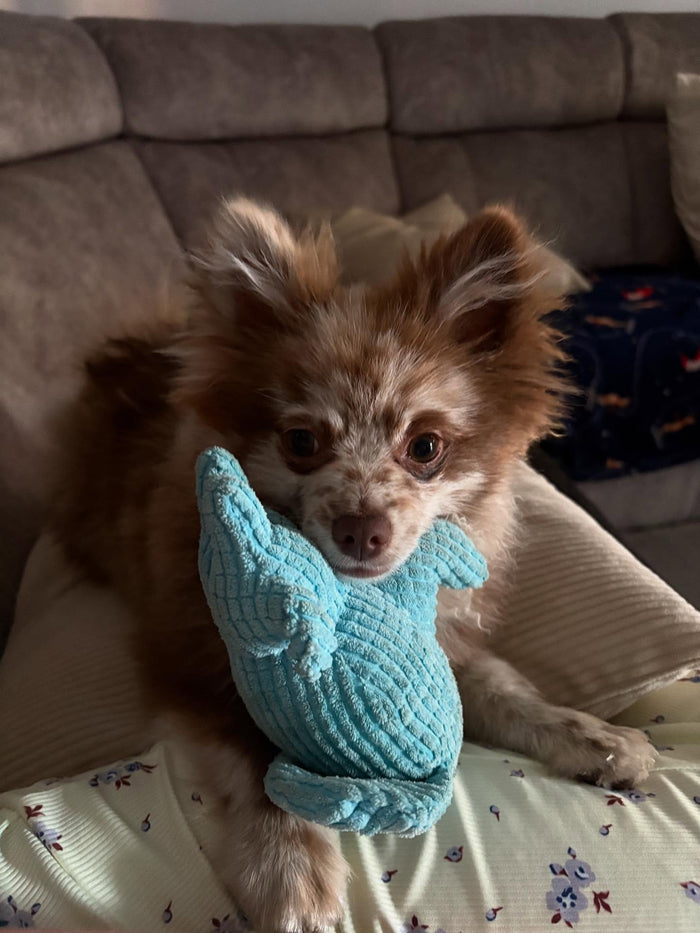 mickeyandmilothepoms with Calming Elephant