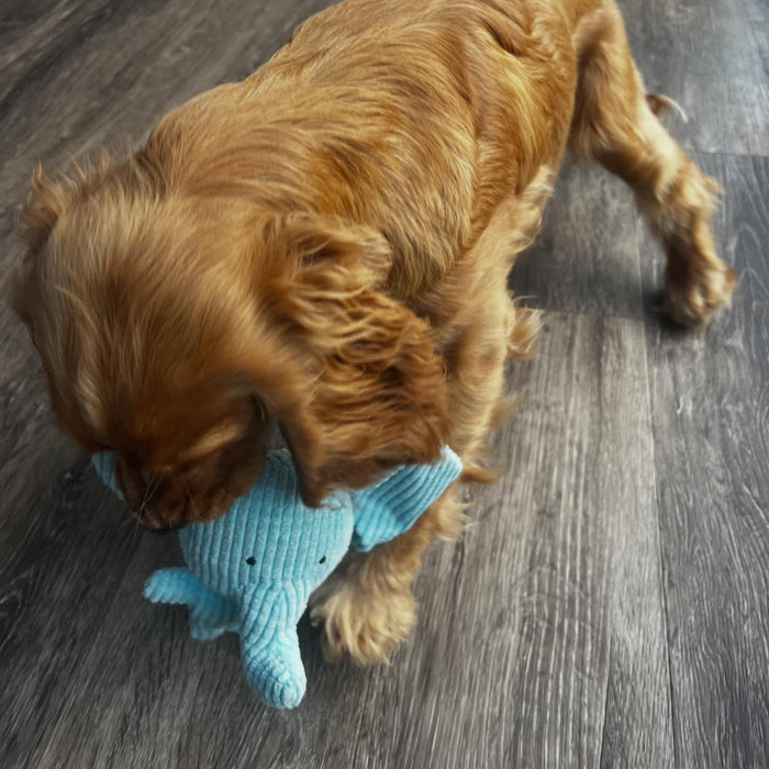 misslola_cockalier with Calming Elephant