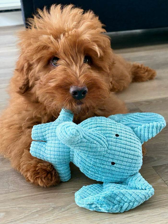 noodlethedoodleboy with Calming Elephant