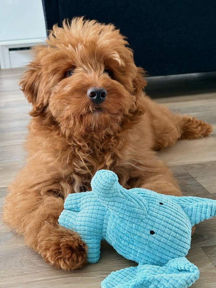 noodlethedoodleboy with Calming Elephant