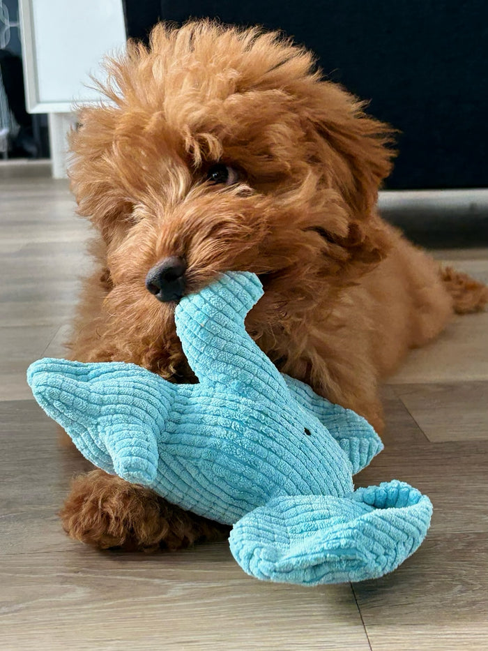 noodlethedoodleboy with Calming Elephant