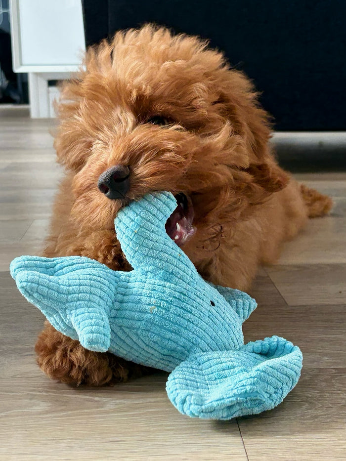 noodlethedoodleboy with Calming Elephant