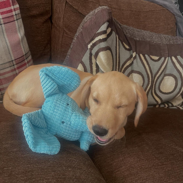 princessleiaoflabradaan with Calming Elephant