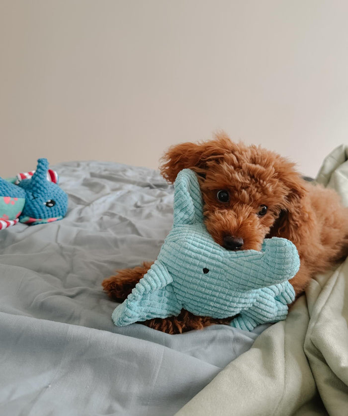 rufus_toypoodle with Calming Elephant