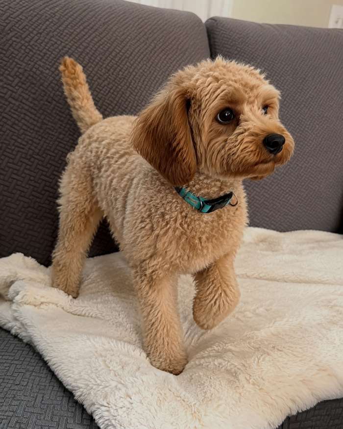 Pacing, whining, chewing whatever's nearby.