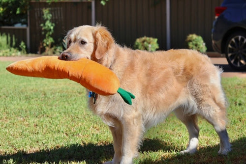 @alfie__thegoldenretriever